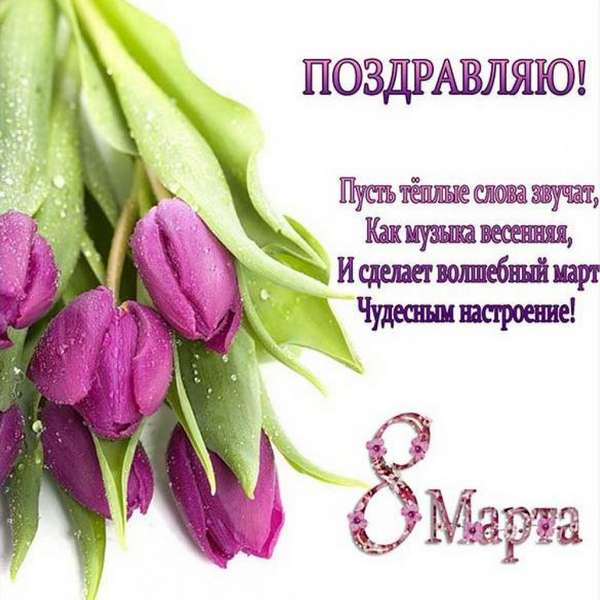 Фиолетовые тюльпаны 8 марта